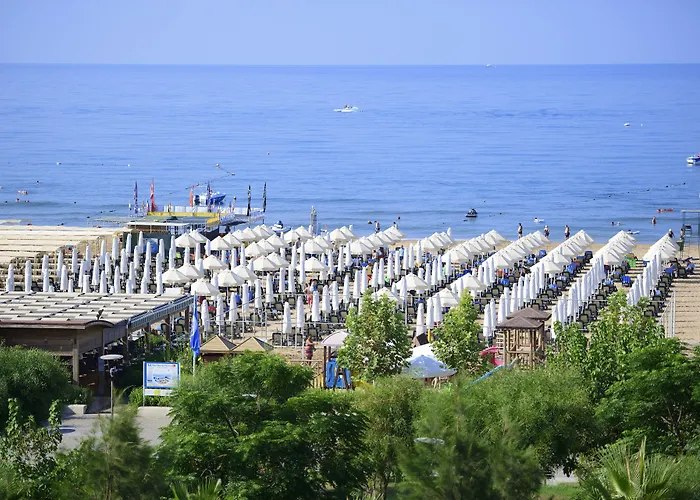 Trendy Verbena 锡德